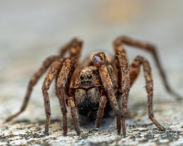 Primer plano de una araña