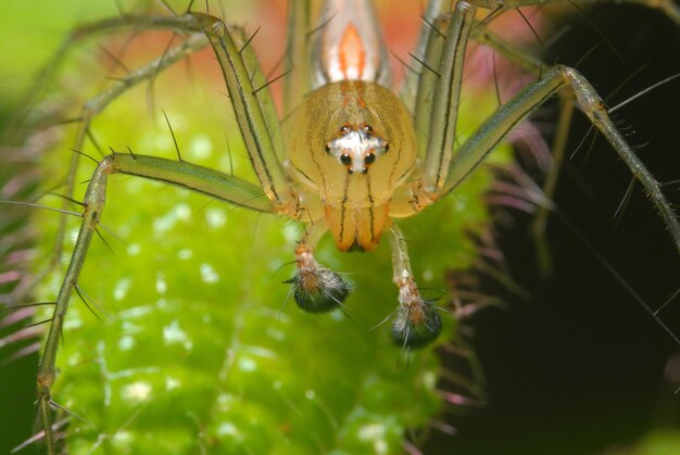 Foto primer plano de una araña