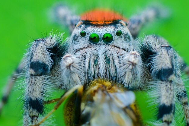 Foto primer plano de una araña