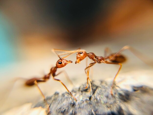 Primer plano de una araña