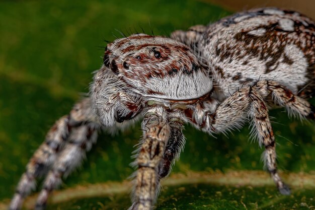 Foto primer plano de una araña