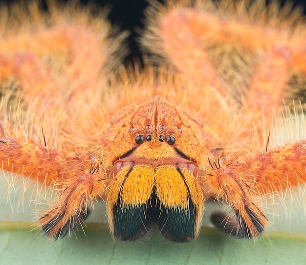 Foto primer plano de una araña