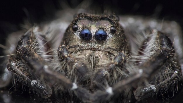 Primer plano de una araña