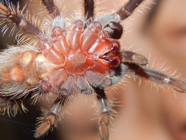 Primer plano de una araña