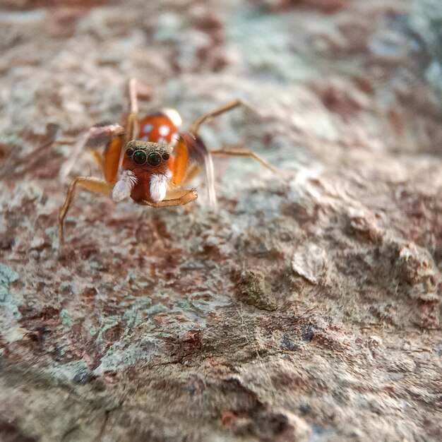 Foto primer plano de una araña