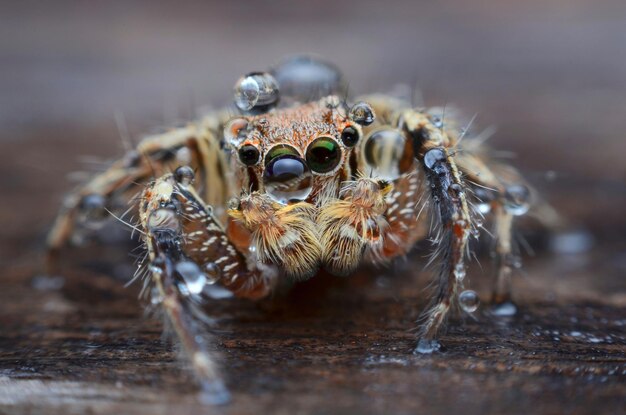 Primer plano de una araña