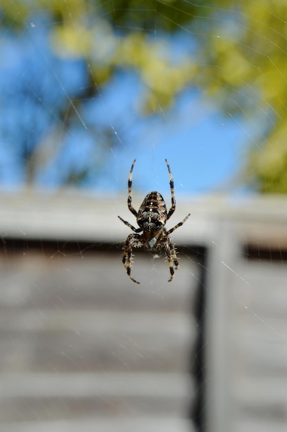 Foto primer plano de una araña