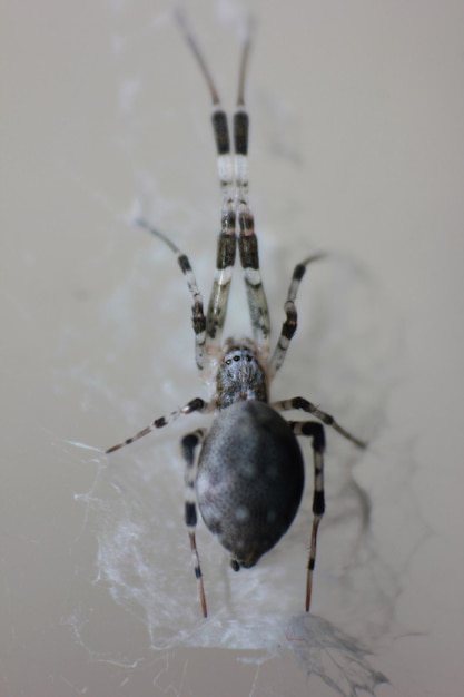 Primer plano de una araña