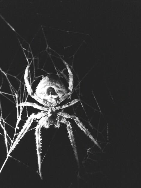 Foto primer plano de una araña