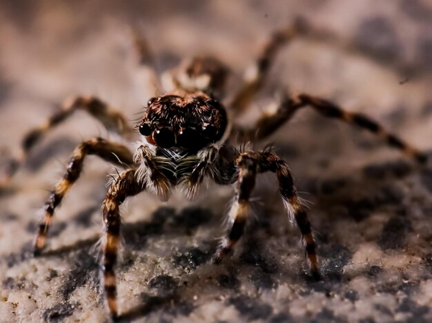 Primer plano de una araña