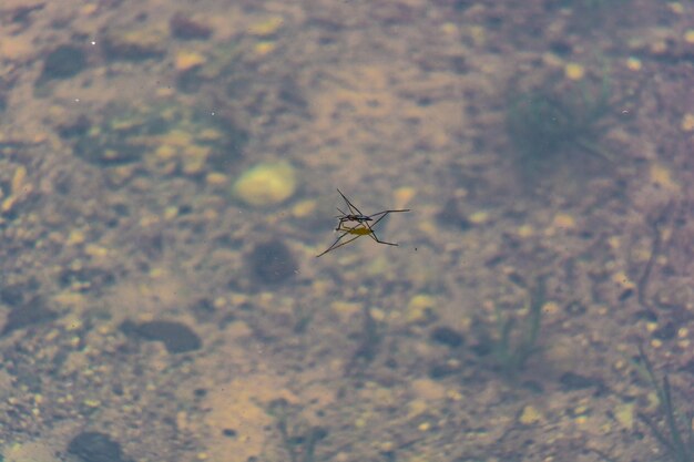 Foto primer plano de una araña