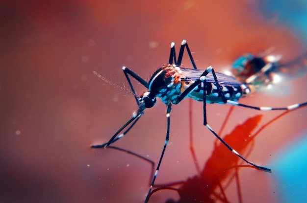 Foto primer plano de una araña