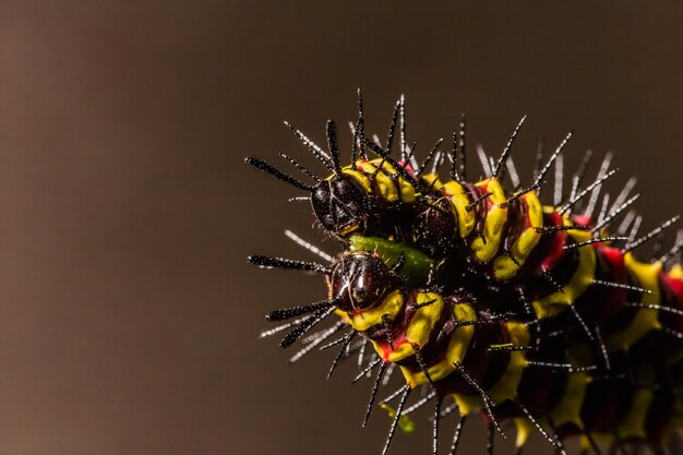 Primer plano de una araña