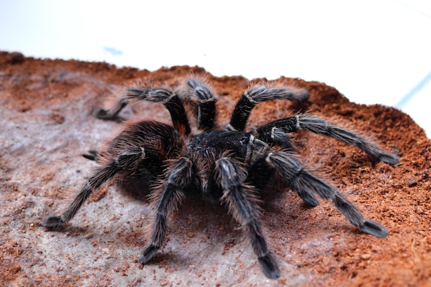 Foto primer plano de una araña