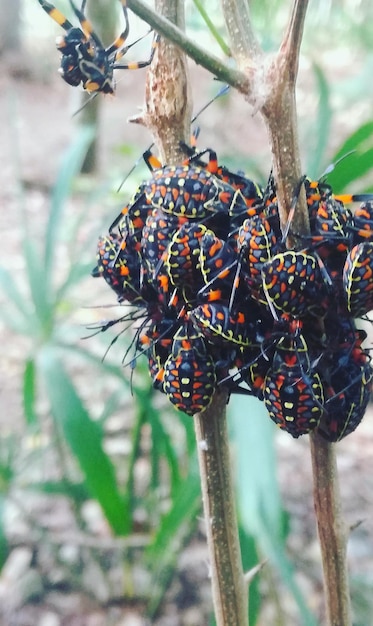 Foto primer plano de las arañas en las plantas