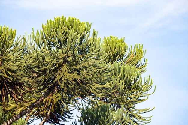 Un primer plano de una araucaria