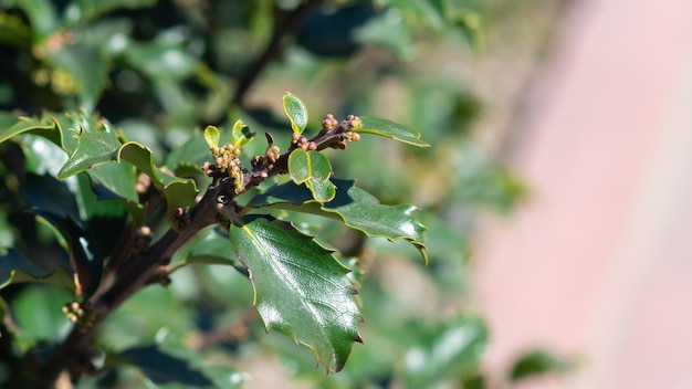 Un primer plano de un árbol de acebo americano en flor