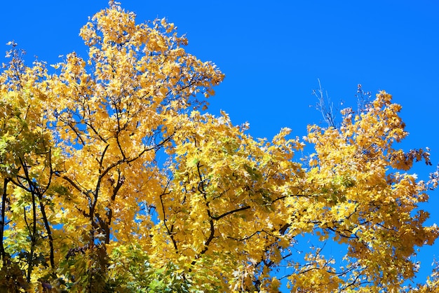 Primer plano, de, un, árbol amarillo, y, cielo azul