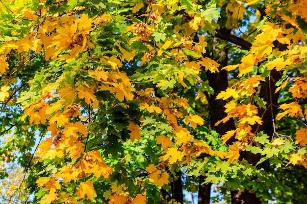 Primer plano de un árbol de arce con hojas amarillas y verdes en otoño