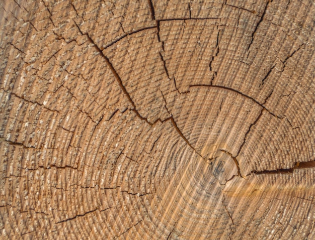 Primer plano del árbol con la aspereza del fondo.