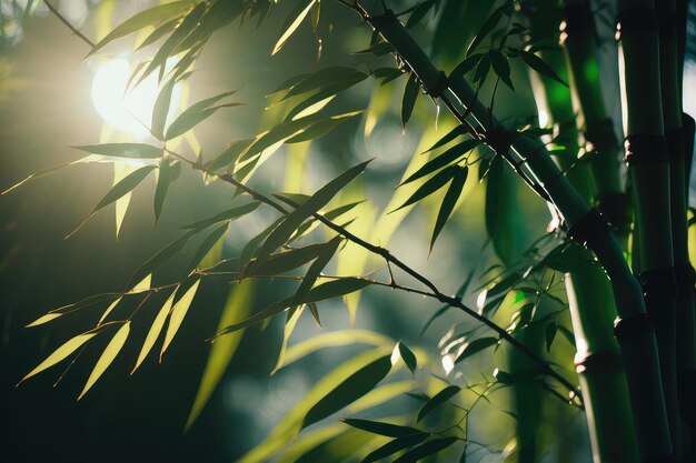 Primer plano de un árbol de bambú con la luz del sol filtrándose a través de las ramas