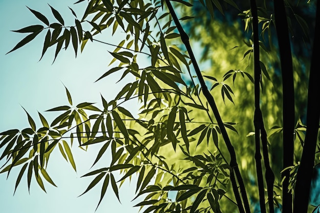 Primer plano de un árbol de bambú con sus hojas altas y delgadas que llegan al cielo