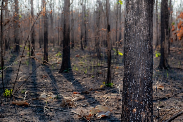 Foto primer plano el árbol en el bosque después de quemar el fuego