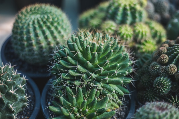 Primer plano de árbol de cactus