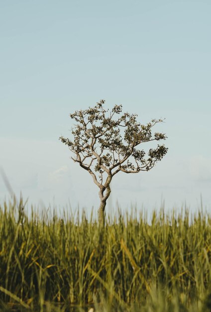 Foto primer plano de un árbol en el campo contra un cielo despejado