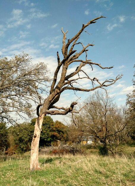 Foto primer plano de un árbol en el campo contra el cielo