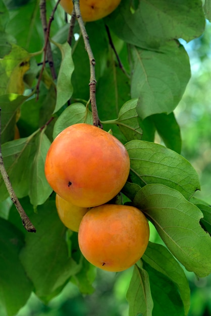 Primer plano de árbol de caqui con frutas maduras