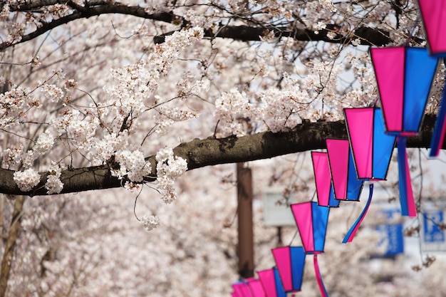 Foto primer plano del árbol de cerezas rosadas en flor