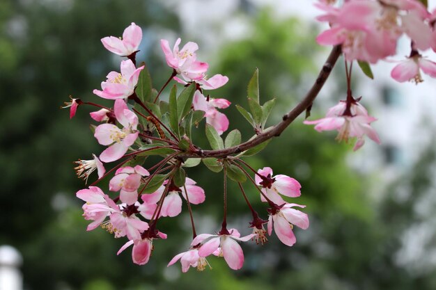 primer plano del árbol de cerezas rosadas en flor