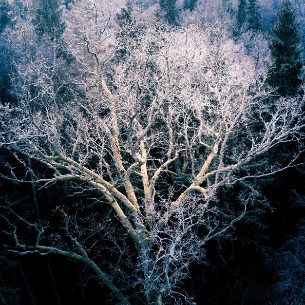 Foto primer plano de un árbol congelado por la noche