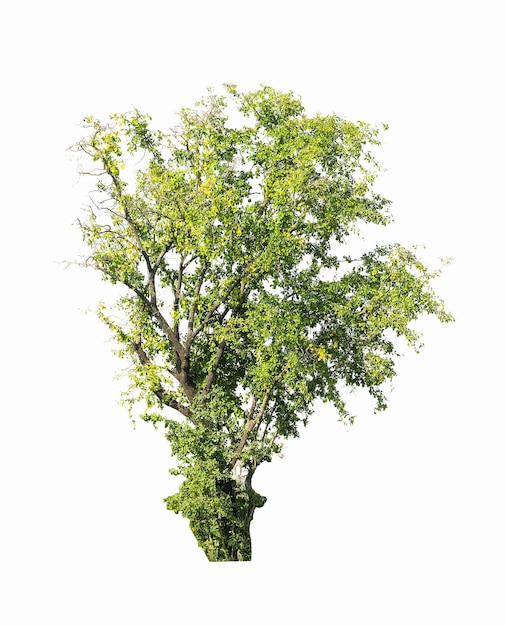 Primer plano del árbol contra un fondo blanco