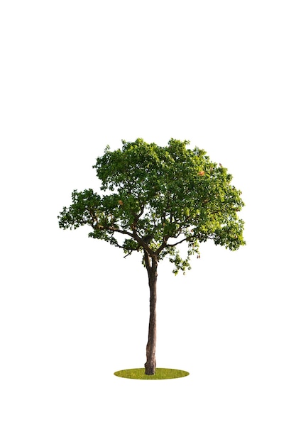 Primer plano del árbol contra un fondo blanco