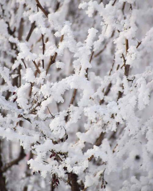 Primer plano de un árbol cubierto de nieve