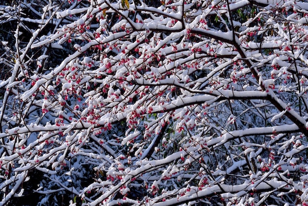 Foto primer plano de un árbol cubierto de nieve