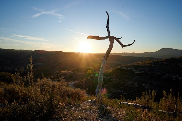 Primer plano de un árbol desnudo en forma de cruz con escena de puesta de sol en el bosque de cruces Barcelona