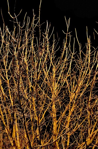 Foto primer plano de un árbol desnudo por la noche