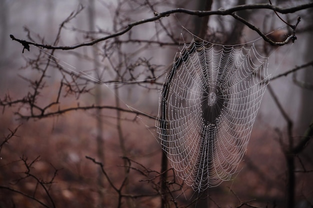 Foto primer plano de un árbol desnudo y una telaraña