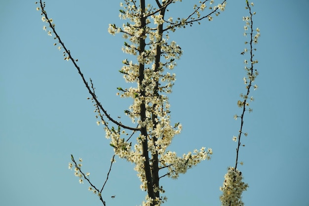 Primer plano de un árbol floreciente con flores blancas de pétalos pequeños