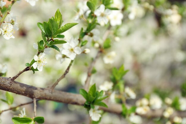 Primer plano de árbol floreciente