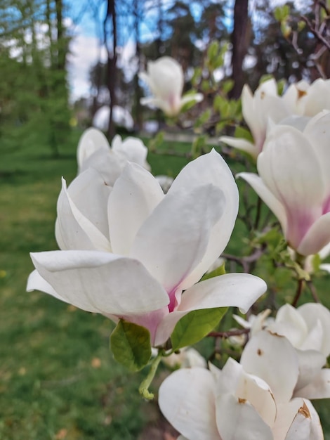 Un primer plano de un árbol con flores blancas