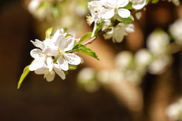 Un primer plano de un árbol con flores blancas