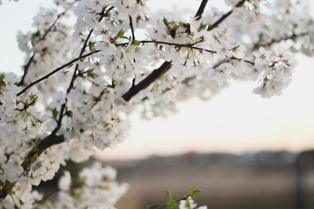 Un primer plano de un árbol con flores blancas