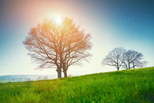 Primer plano de un árbol de flores en el campo contra el cielo