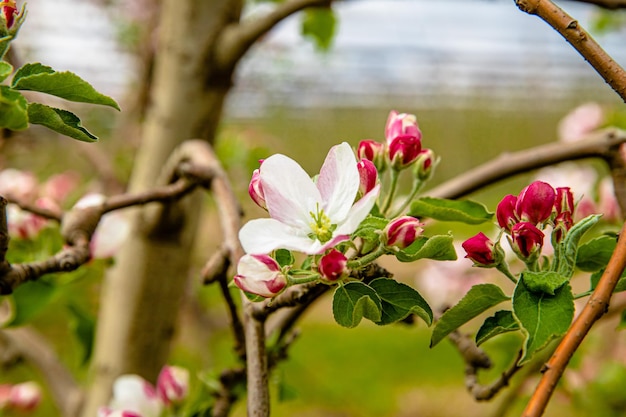 Un primer plano de un árbol con flores rosas