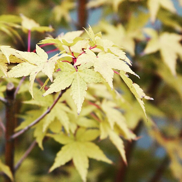 Foto primer plano de un árbol con flores