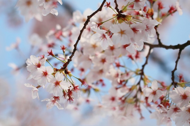 Primer plano del árbol de flores